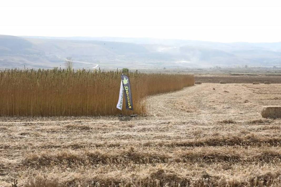 İlk hasat alındı: Kozmetikten tekstile birçok sektörde doping etkisi yapacak! Türkiye'de ilk kez uygulanıyor 5